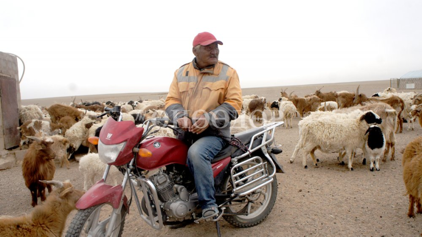 Уул уурхайтай "ханилсан" орчин цагийн малчин